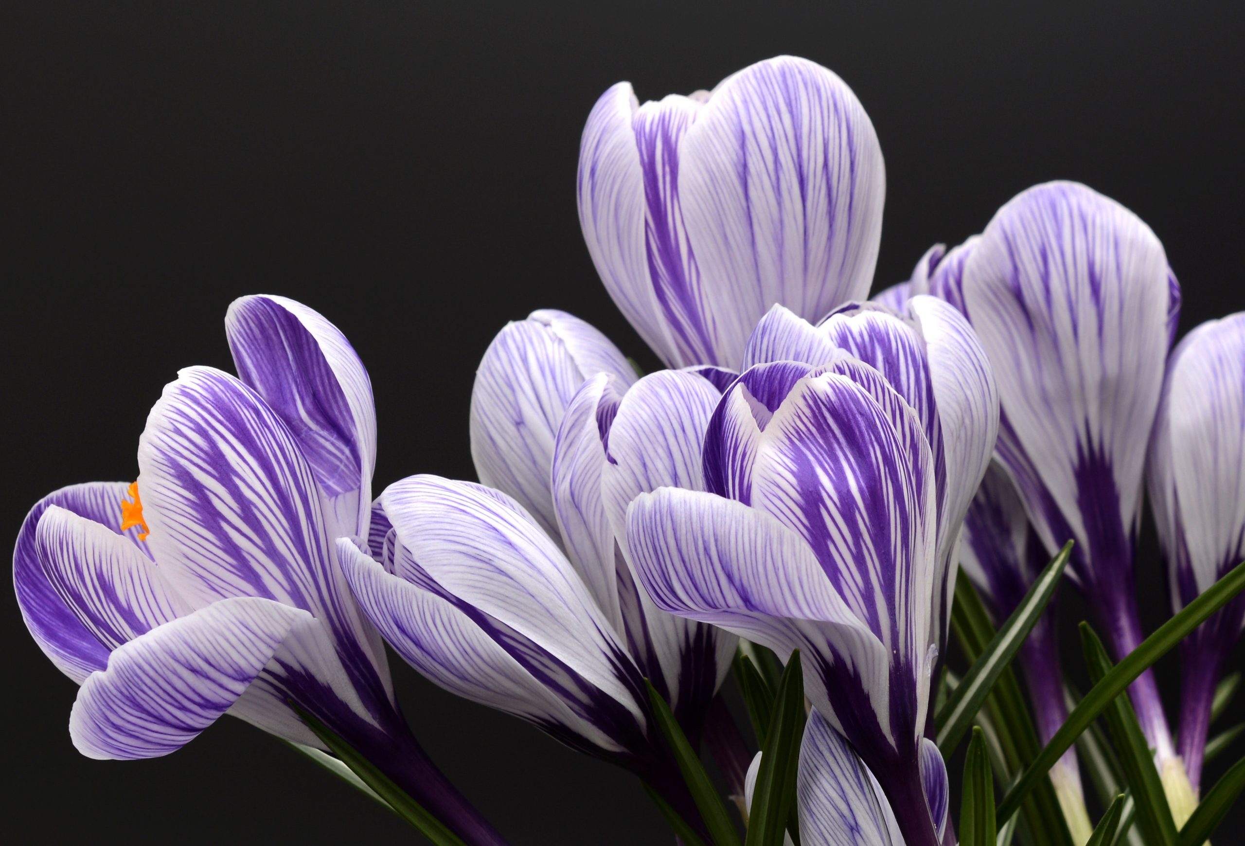 crocus blanc et violet formation